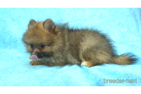 成約済の東京都のポメラニアン-154175の2枚目